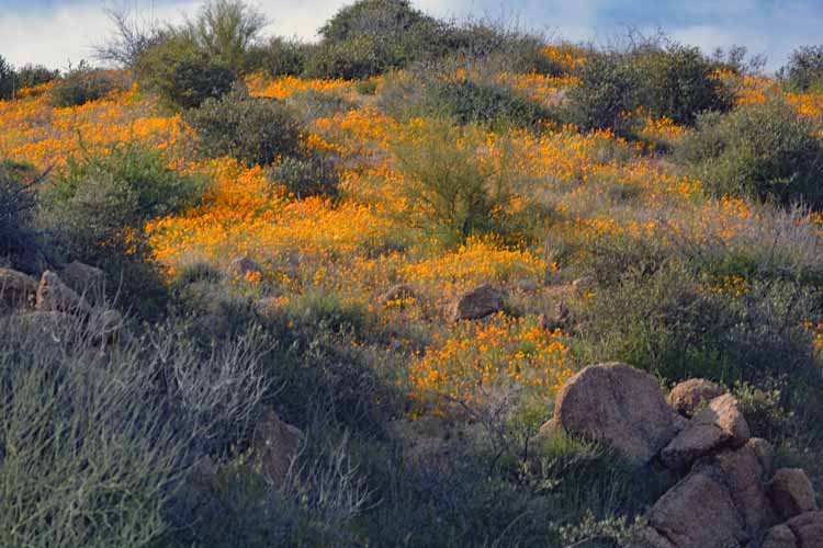 yellow hillside